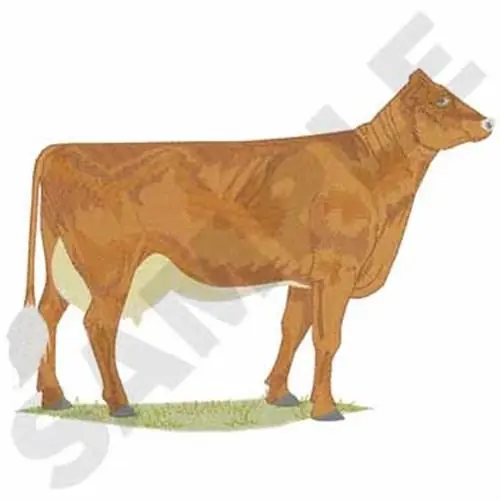 Same Day Shipping Shorthorn Cow Embroidery Design