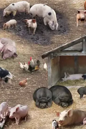Pigs Brown Scenic Packed Farm Animals with Free $89.99 Bundle Price Cut
