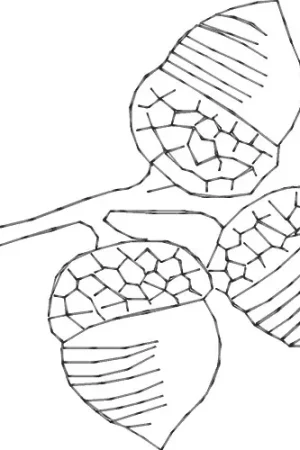 Acorns Embroidery Design Sale